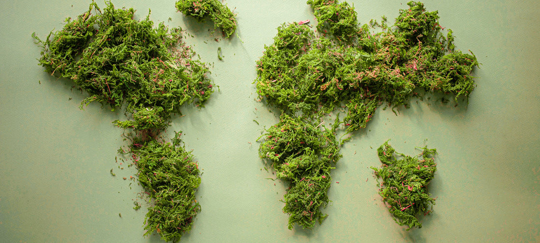 Ένα βήμα προς την περιβαλλοντική αειφορία